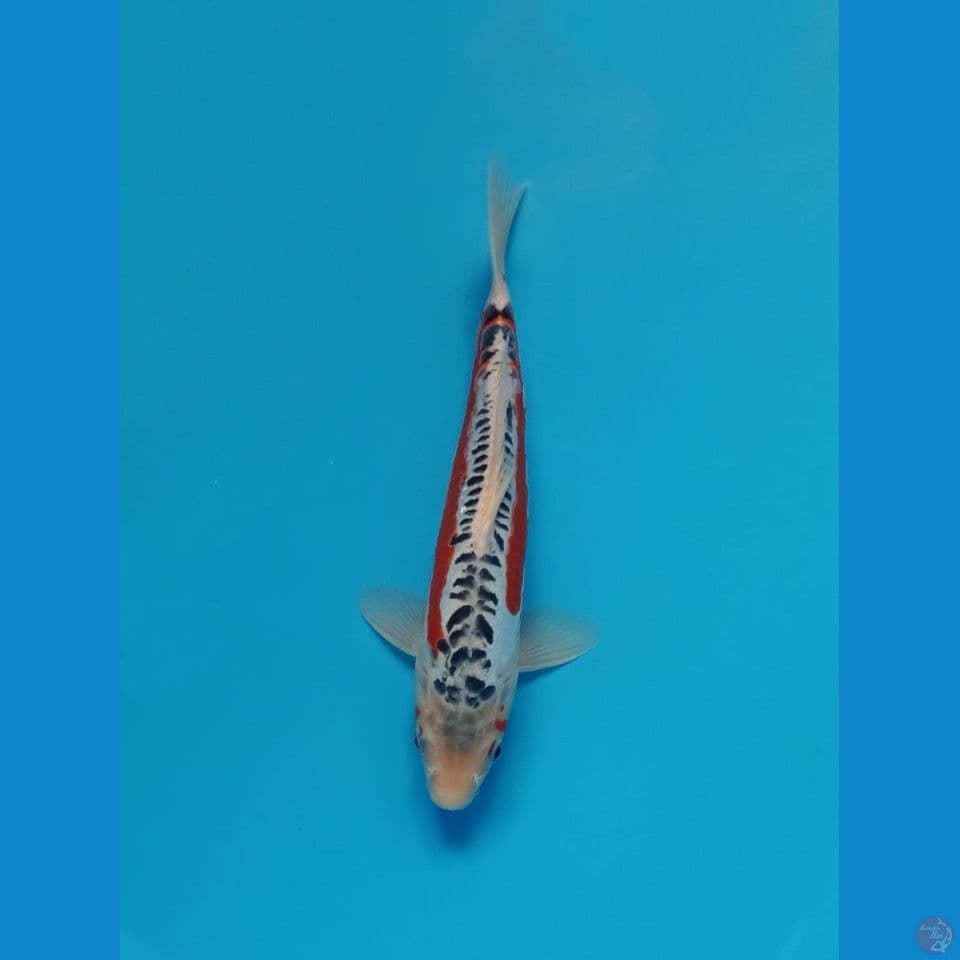 30cm