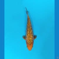 aragoke karamel gindrin 36cm