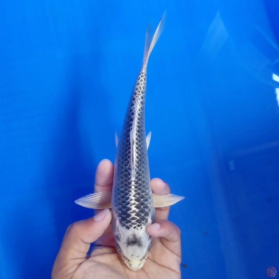 GIN MATSUBA 22CM