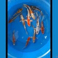 paket kiko 11 ekor 17-27 cm