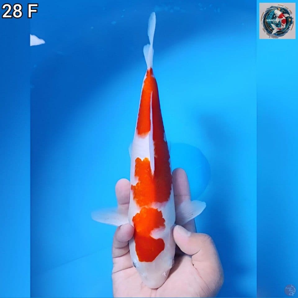 4. Kohaku Original 28cm Betina