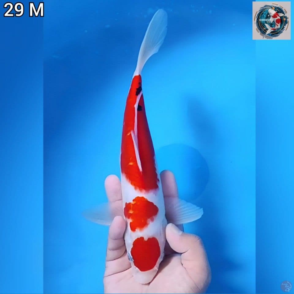 7. Maruten Sanke Original 29cm Jantan 