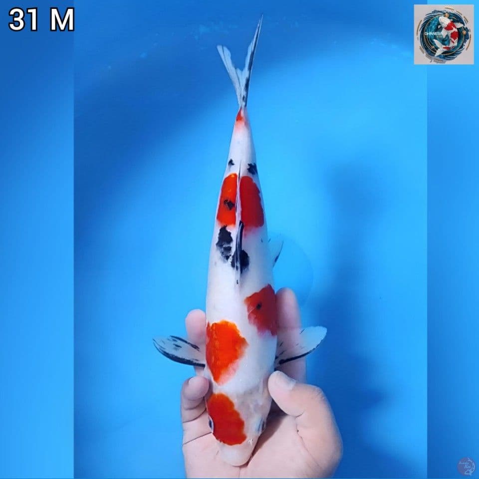 8. Sanke Original 31cm Jantan 