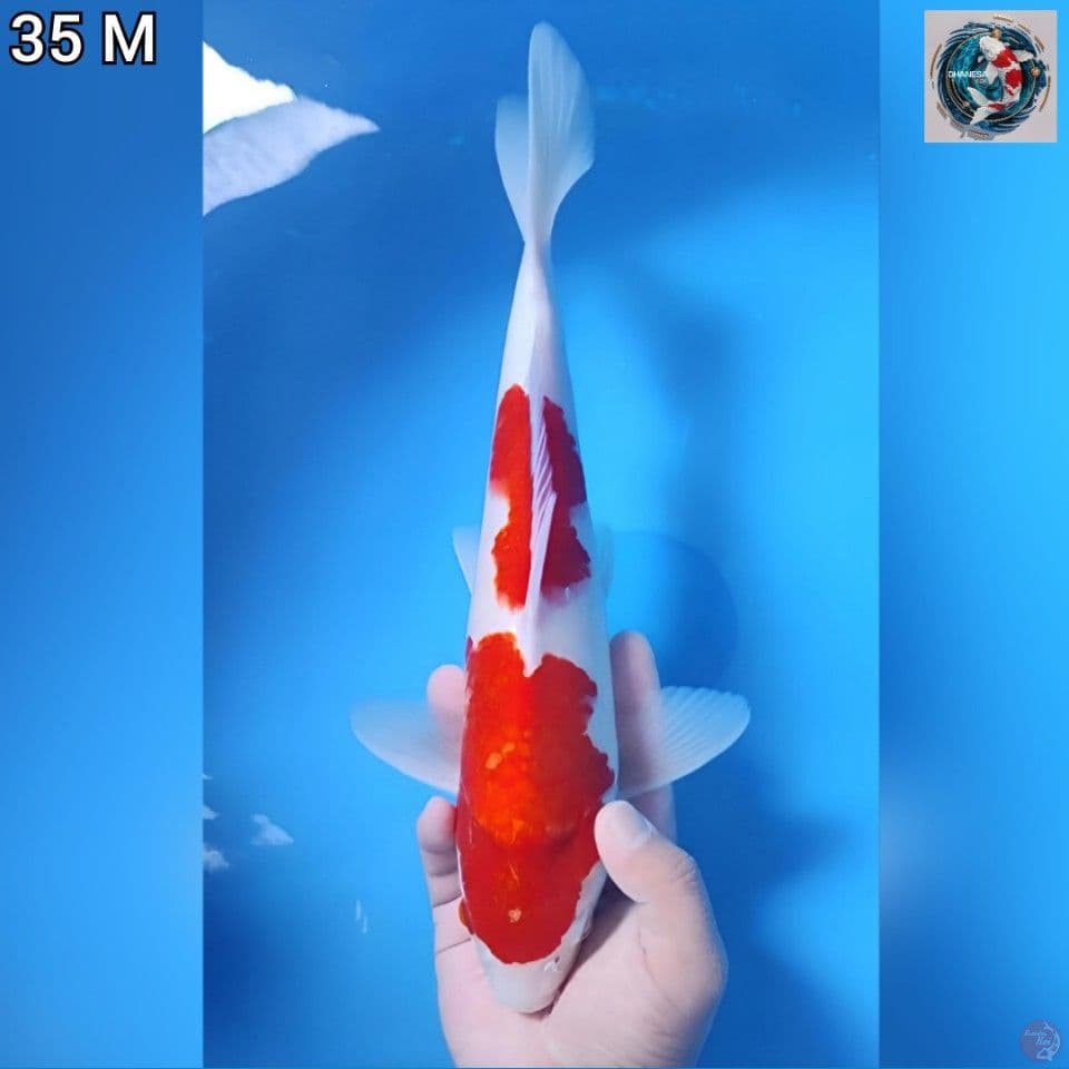 11. Kohaku 2 Step Original 35cm Jantan 