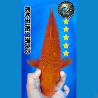caramell 34cm
