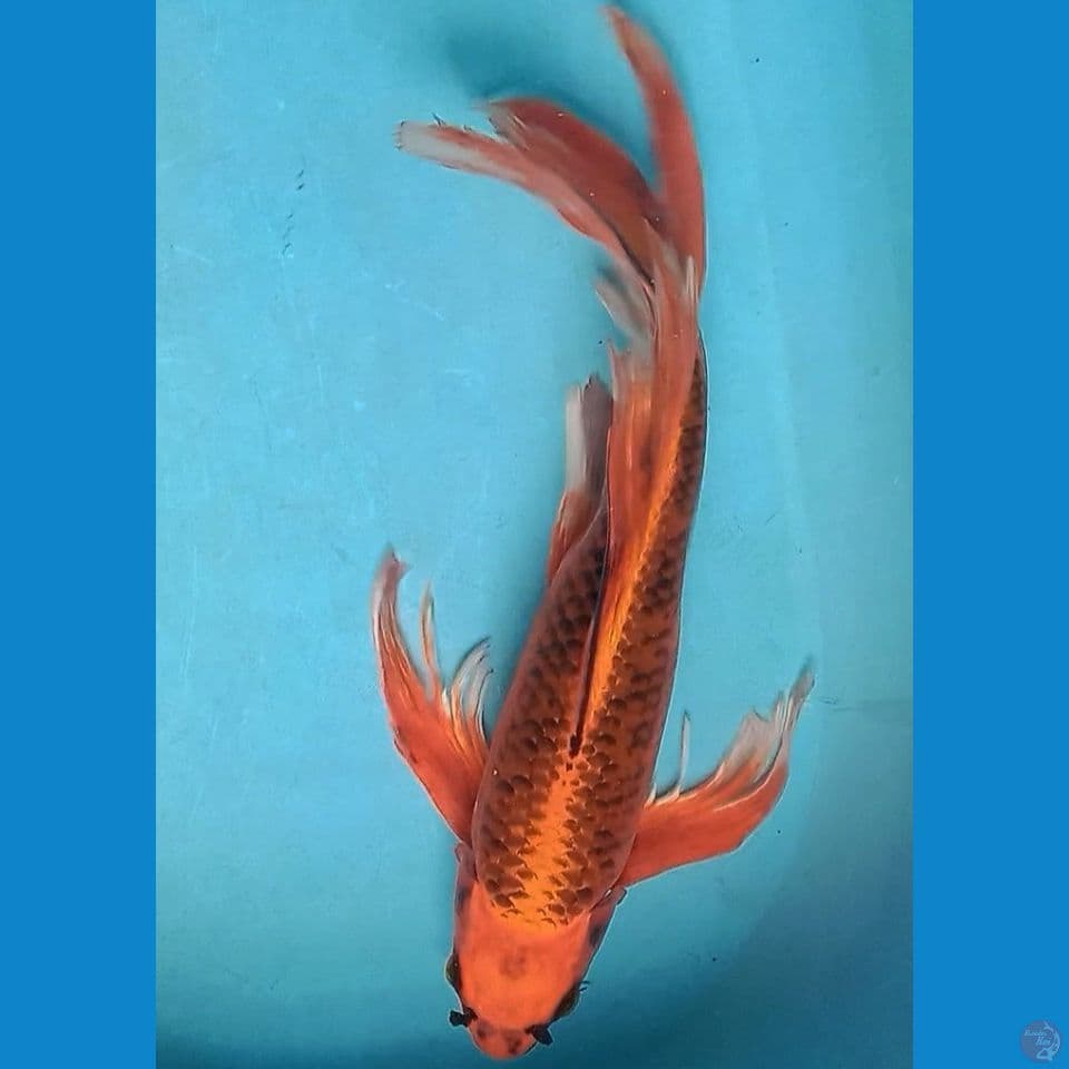 matsuba kumpay