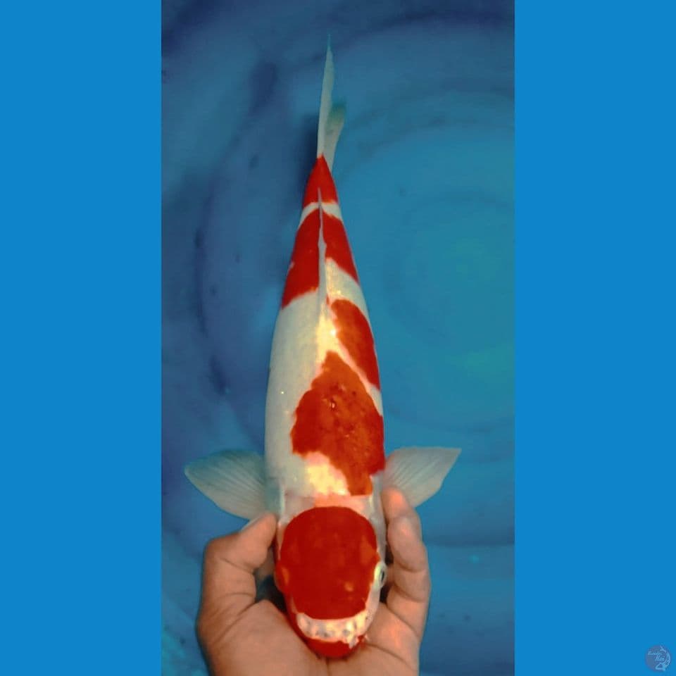 AI GOROMO 46CM
