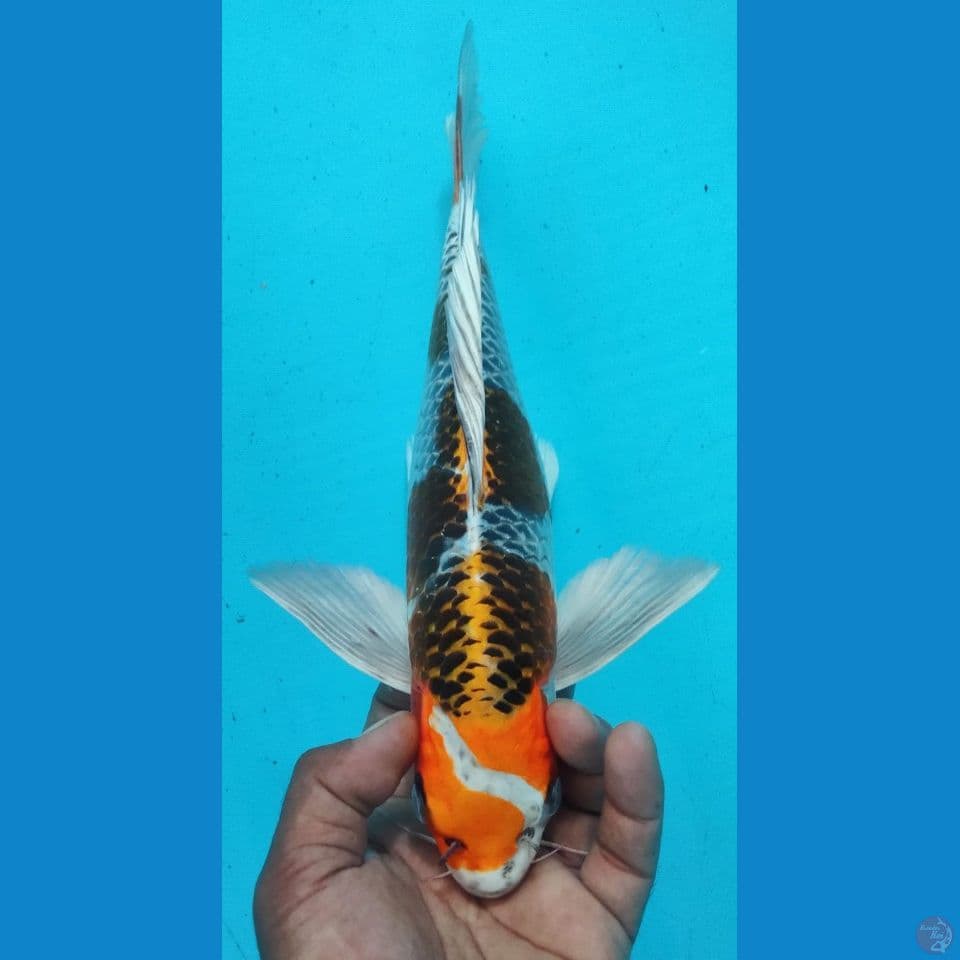 KUMPAY 35CM