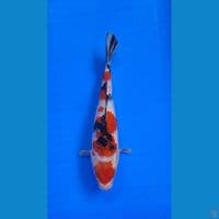 TAISHO SANSHOKU 25cm
