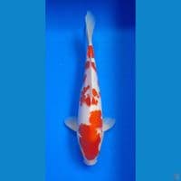 Kohaku 30cm