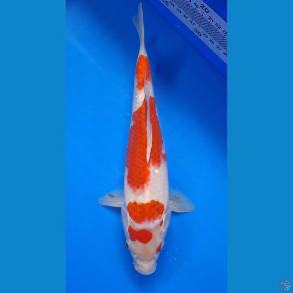 Kohaku 28cm
