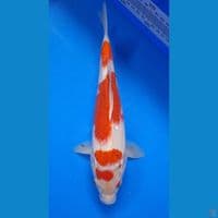 Kohaku 28cm