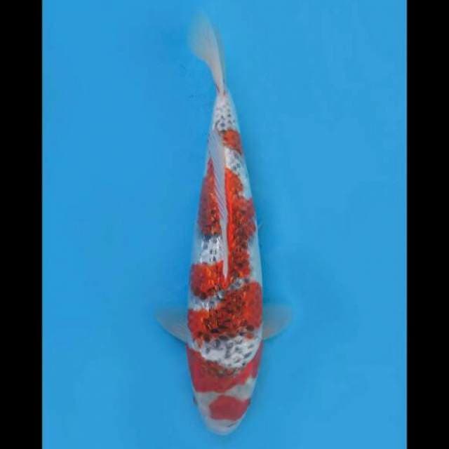 35cm Female - Goshiki Ginrin Sq