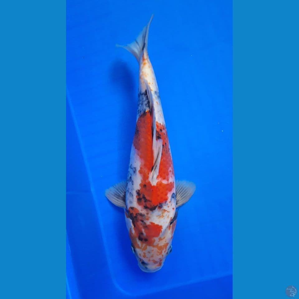 TAISHO SANSHOKU 32cm