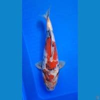 TAISHO SANSHOKU 32cm
