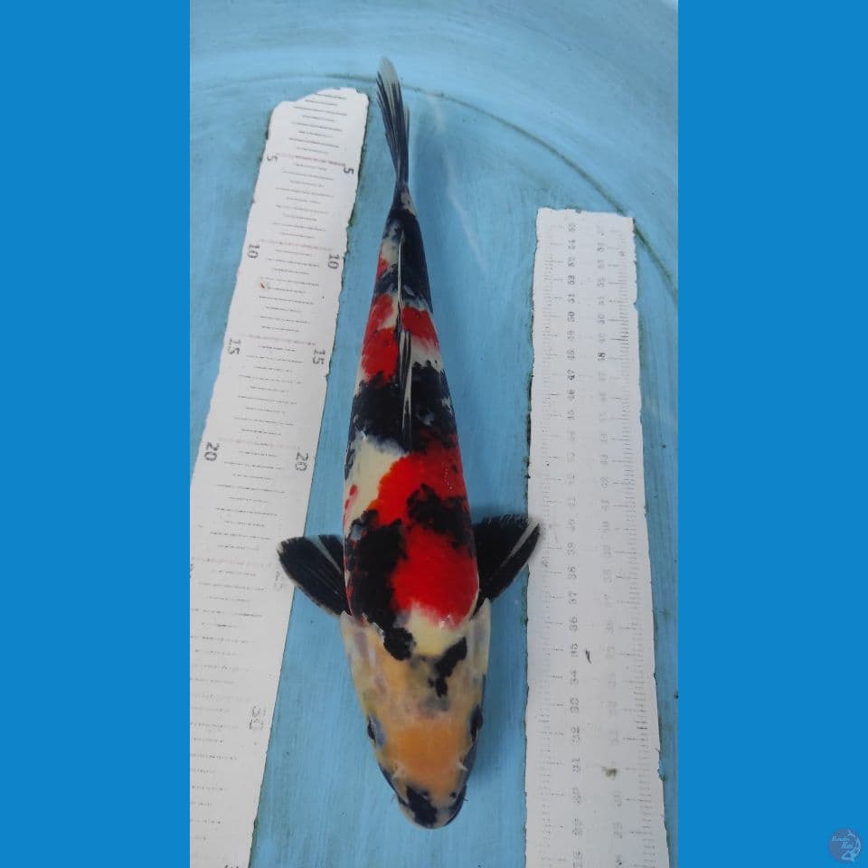 showa bosu 32cm
