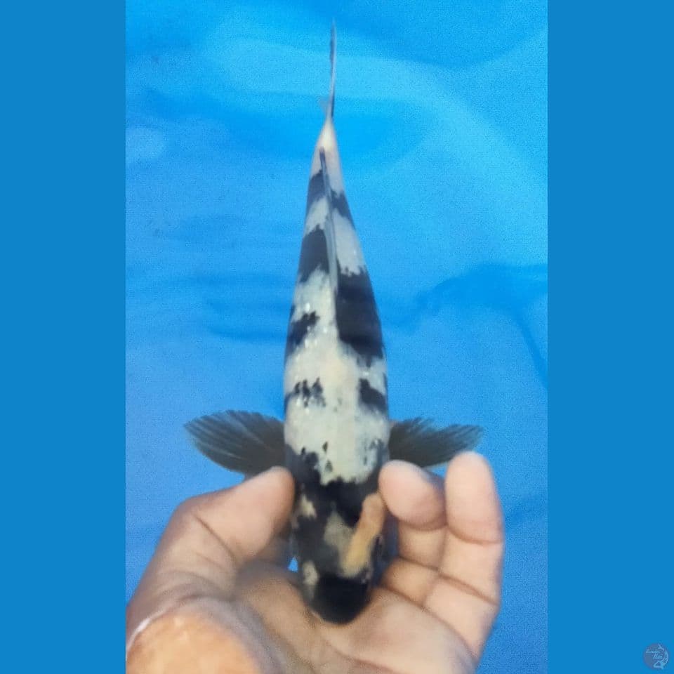 SHIRO 26CM