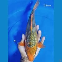 akamatsuba 33 cm