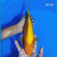 corn 30 cm