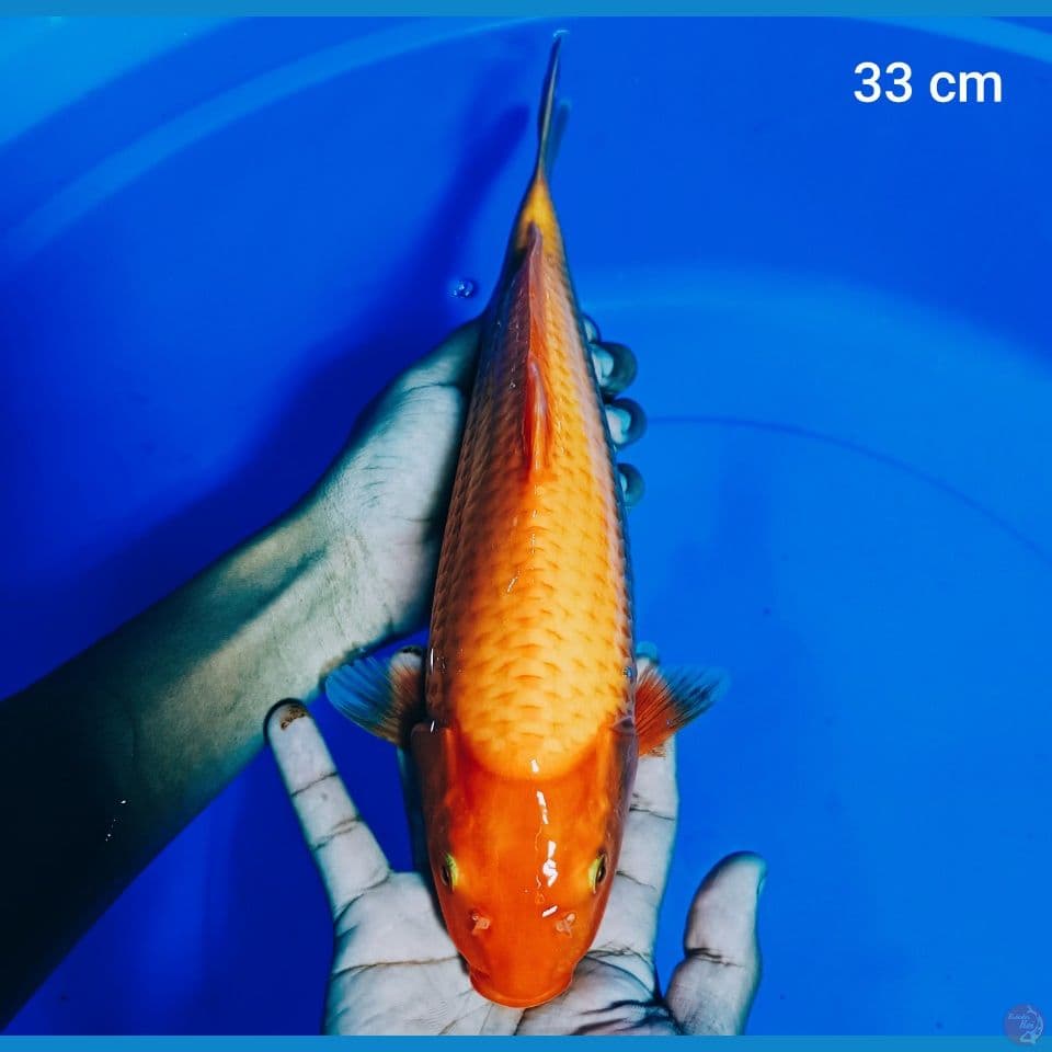 red karasi 33 cm