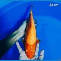 red karasi 33 cm