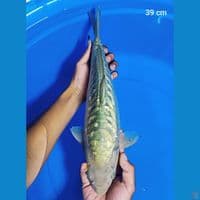aragoke 39 cm