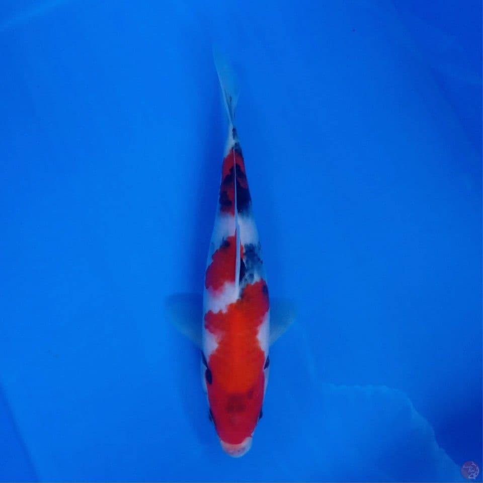 SHOWA 27CM