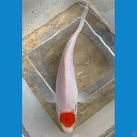 Tancho 19cm original