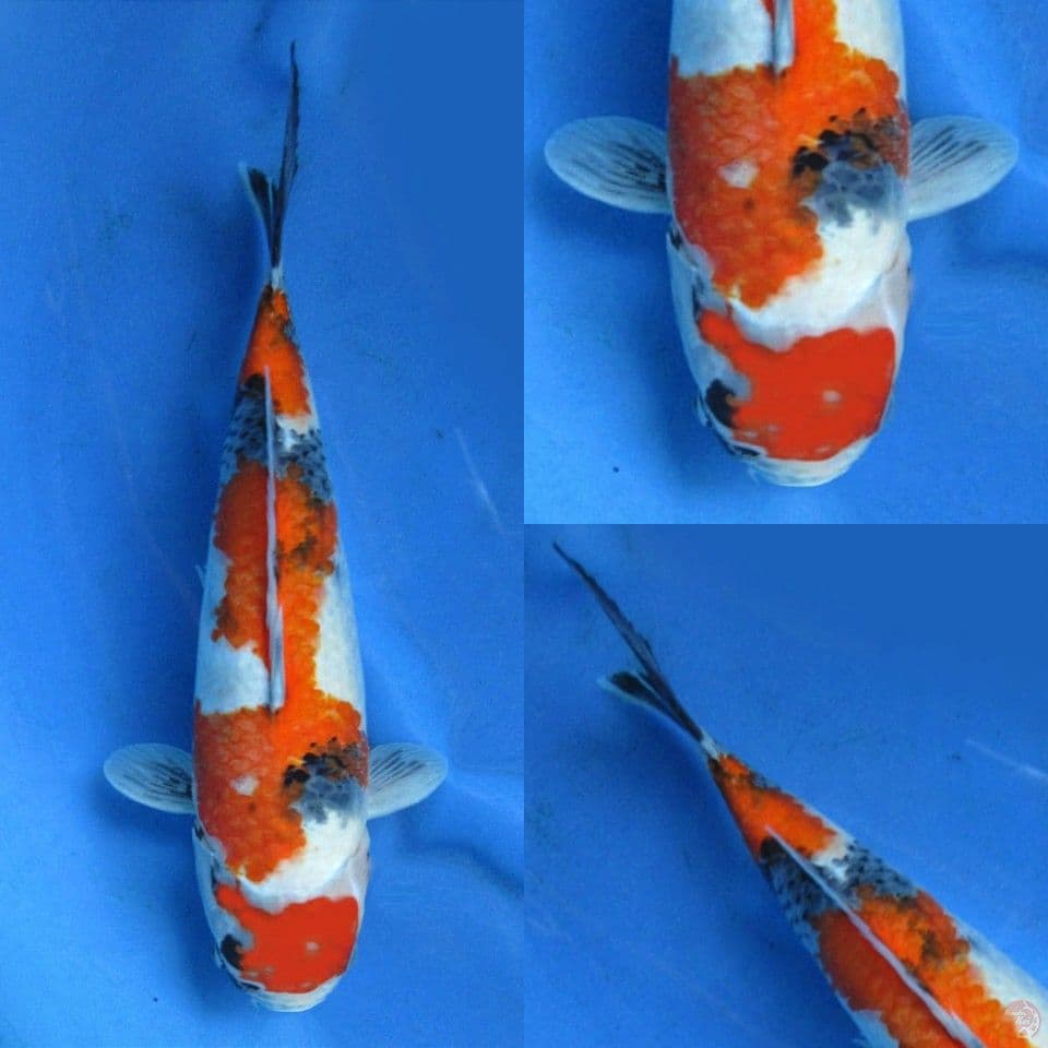37cm Showa Tategoi Bagus 