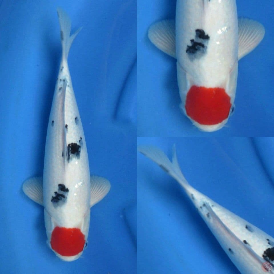 35cm F1 Tancho Sanke Ori  