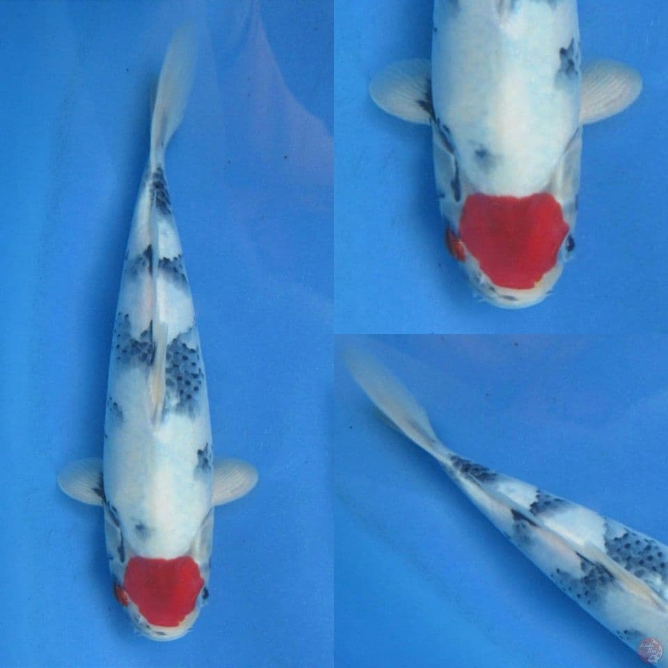 30cm Tancho Showa Ori Tategoi