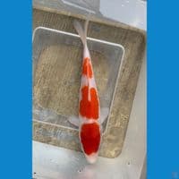Kohaku step 3 ori 16cm