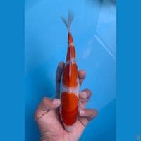 kohaku step 4 24cm