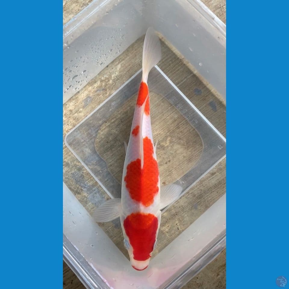 Khucibeni kohaku 21cm