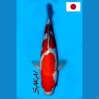 SQ SAKAI SANDAN KOHAKU 35CM