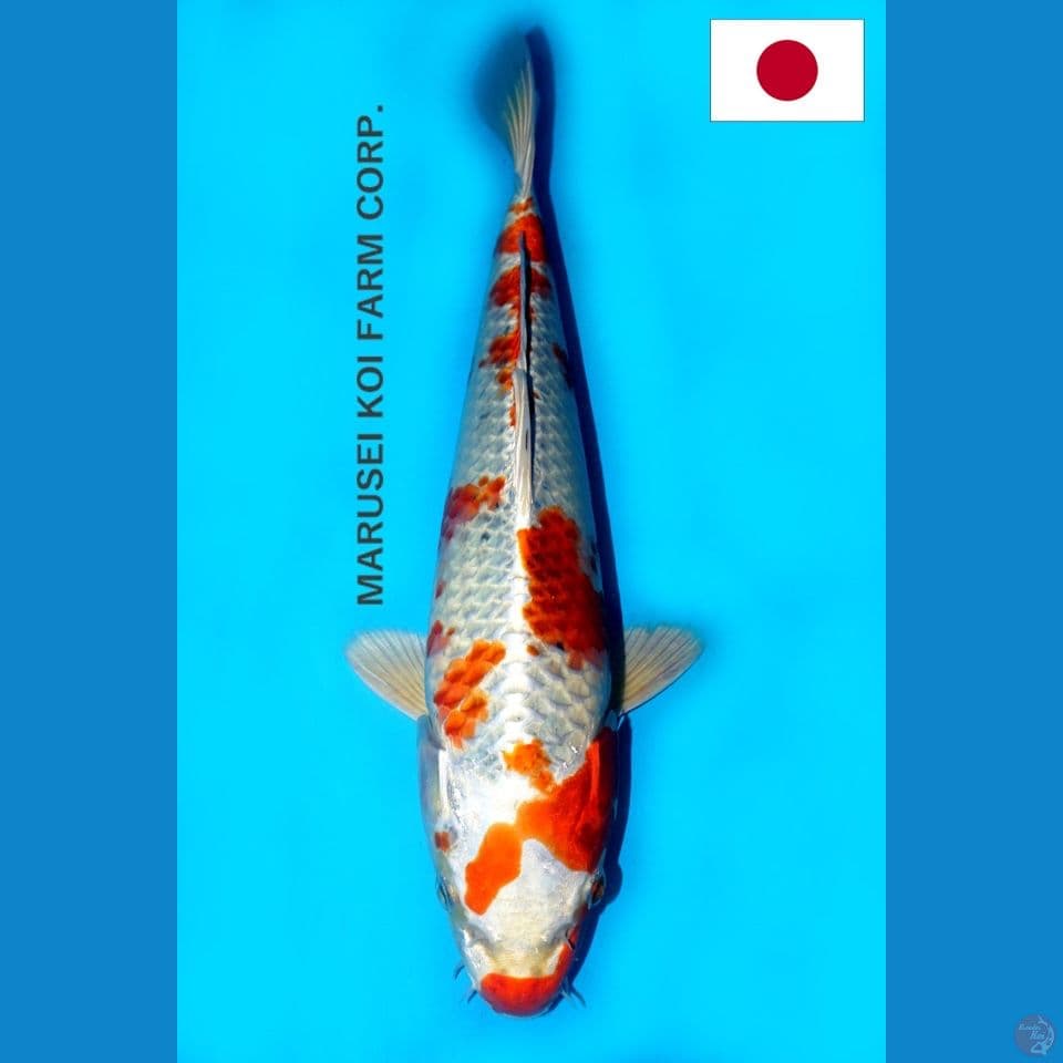 SQ MARUSEI SAKURA OGON 32CM