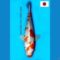 SQ MARUSEI SAKURA OGON 32CM