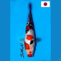 SQ SAKAI SAKURA SANKE 30CM
