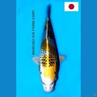 SQ MARUSEI YELLOW KUJAKU 29CM