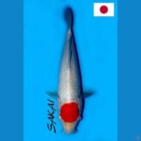 SQ SAKAI TANCHO KOHAKU 28CM