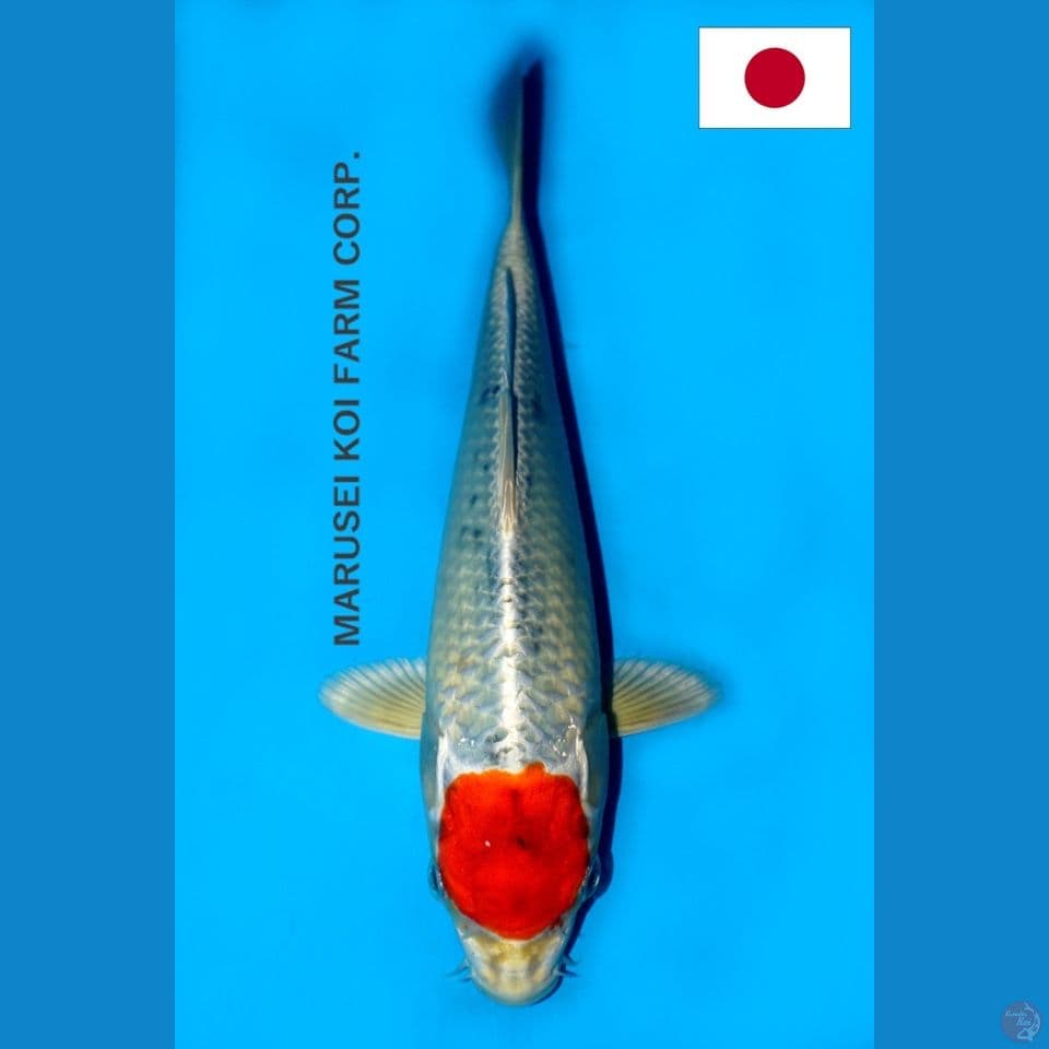 SQ MARUSEI TANCHO SAKURA OGON 26CM
