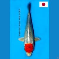 SQ MARUSEI TANCHO SAKURA OGON 26CM