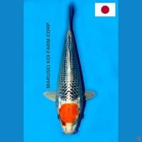 SQ MARUSEI TANCHO KUJAKU 29CM