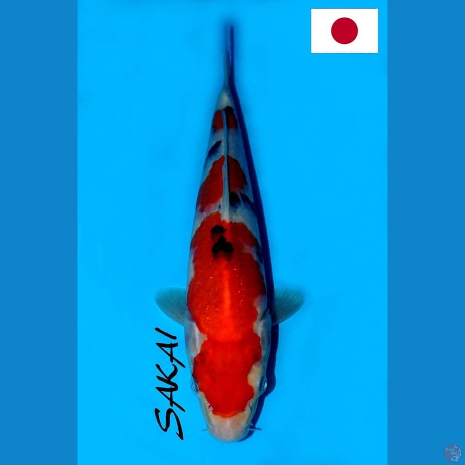 SQ SAKAI SANDAN SANKE 29CM