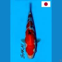 SQ SAKAI SANDAN SANKE 29CM