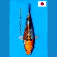 SQ MARUSEI INAZUMA KUJAKU 24CM