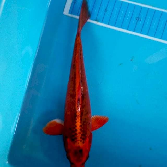 Aka matshuba