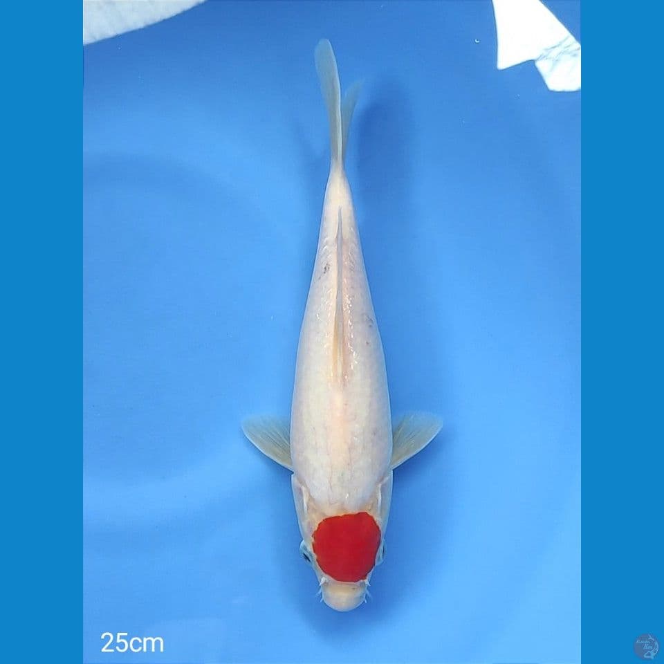 tancho 25cm