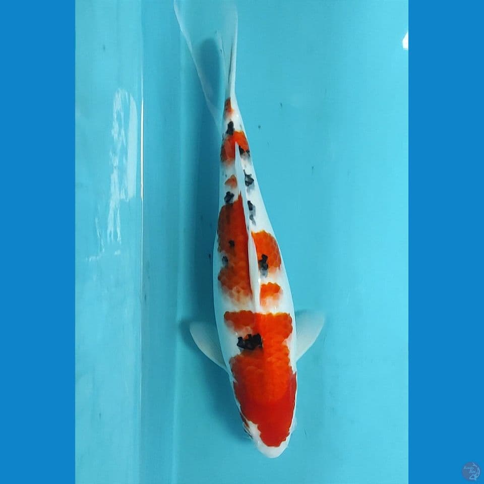 sanke 40cm