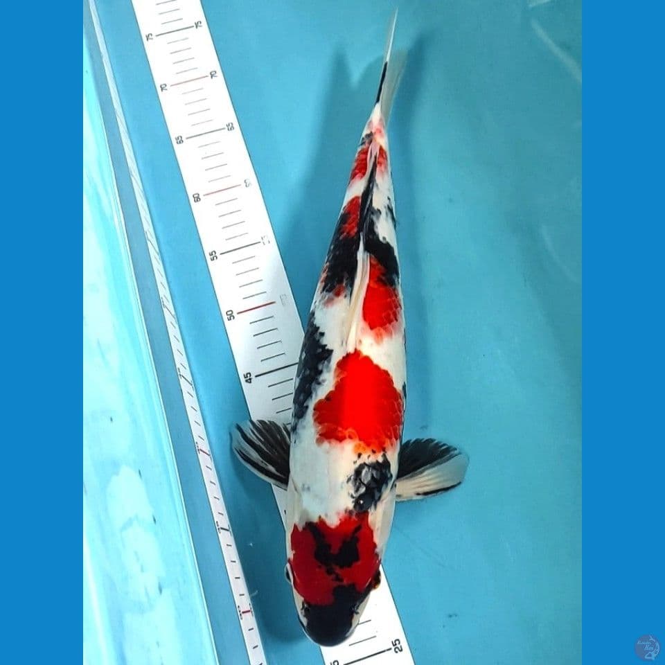strong 45cm